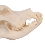 Real Domestic Dog Skull – Great Dane (Periodontal) – 14.8151 oz