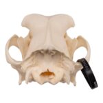 Real Domestic Dog Skull – Great Dane (Periodontal) – 14.8151 oz