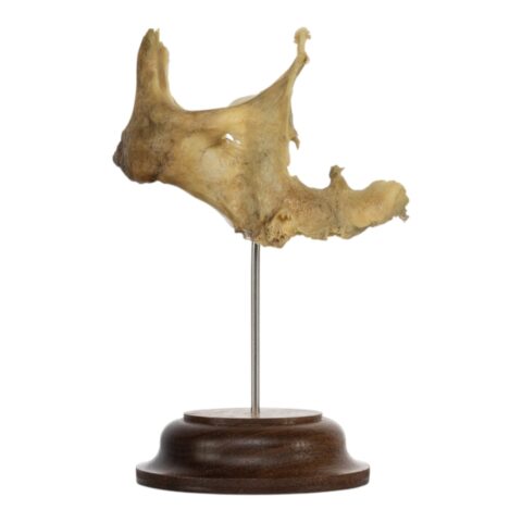 Real Human Partial Skull on Stand - 52 g