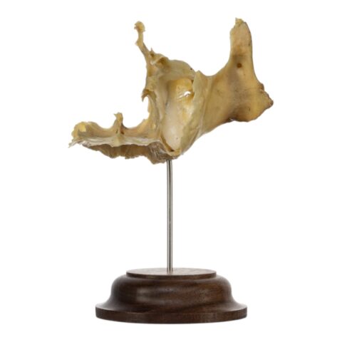 Real Human Partial Skull on Stand - 52 g