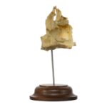 Real Human Partial Skull on Stand – 52 g