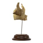 Real Human Partial Skull on Stand – 52 g