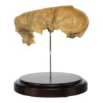 Real Human Partial Frontal Bone on Stand