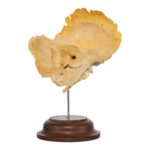 Real Human Temporal Bone on Stand