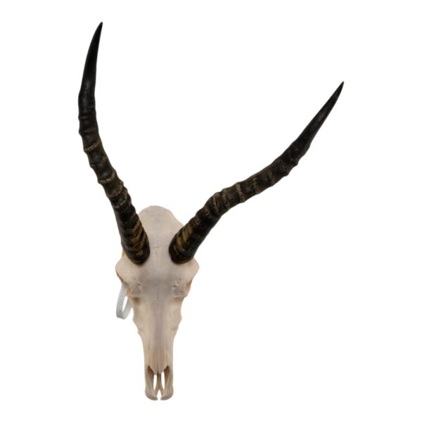 Real Blesbok Skull – Male
