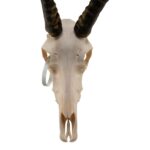 Real Blesbok Skull – Male