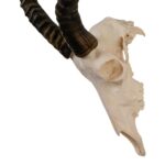 Real Blesbok Skull – Male