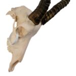 Real Blesbok Skull – Male