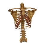 Real Human Torso