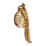 Real Human Torso