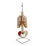 Real Human Torso – Painted