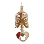Real Human Torso – Painted