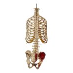 Real Human Torso – Painted