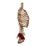 Real Human Torso – Painted