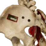 Real Human Torso – Painted