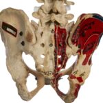 Real Human Torso – Painted