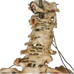 Real Human Torso – Painted