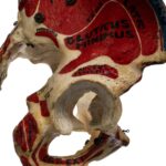 Real Human Torso – Painted