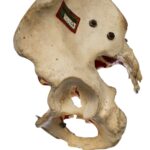 Real Human Torso – Painted