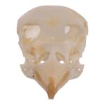 Real House Sparrow Skull