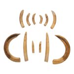 Replica Hippopotamus Teeth – Full Set of 12