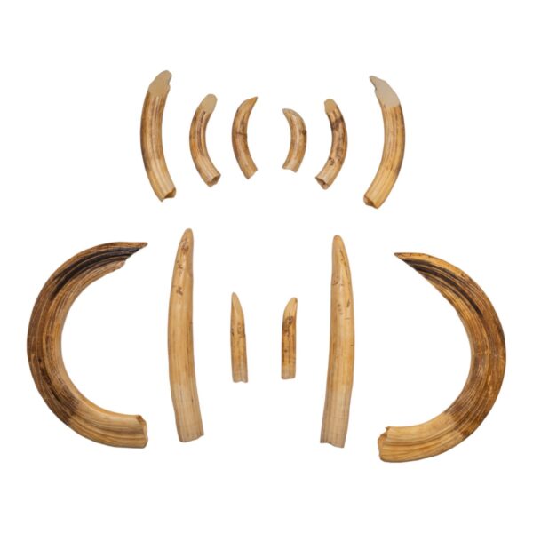 Replica Hippopotamus Teeth – Full Set of 12