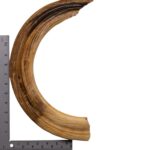 Replica Hippopotamus Teeth – Full Set of 12