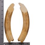 Replica Hippopotamus Teeth – Full Set of 12