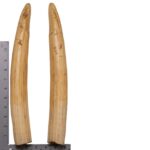 Replica Hippopotamus Teeth – Full Set of 12