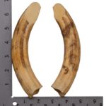 Replica Hippopotamus Teeth – Full Set of 12