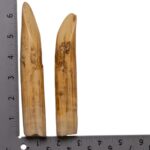 Replica Hippopotamus Teeth – Full Set of 12