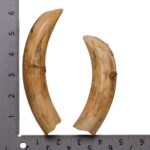 Replica Hippopotamus Teeth – Full Set of 12