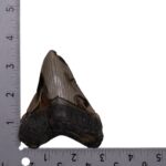 Real Megalodon Tooth – 3.739 oz