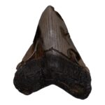 Real Megalodon Tooth – 3.739 oz
