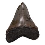 Real Megalodon Tooth – 3.739 oz