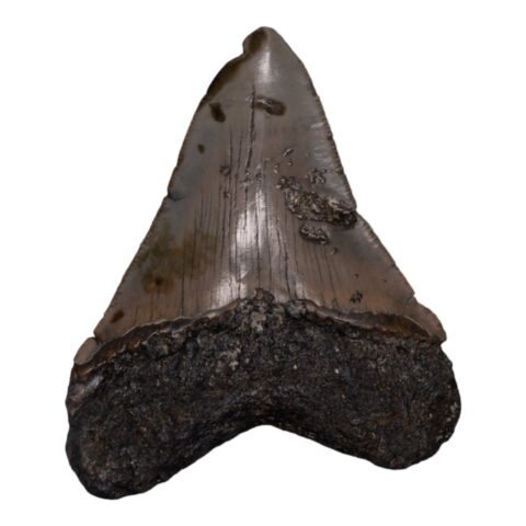 Real Megalodon Tooth - 3.739 oz