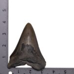 Real Megalodon Tooth – 5.6438 oz