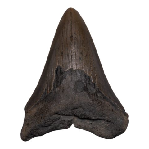 Real Megalodon Tooth - 5.6438 oz