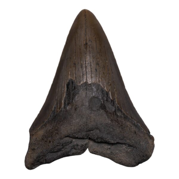 Real Megalodon Tooth – 5.6438 oz