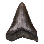 Real Megalodon Tooth – 5.6438 oz