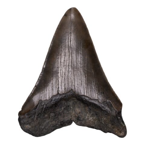 Real Megalodon Tooth - 5.6438 oz