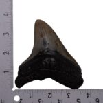 Real Megalodon Tooth – 4.6562 oz