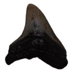 Real Megalodon Tooth – 4.6562 oz