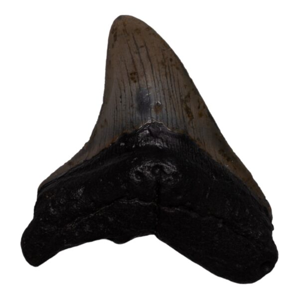 Real Megalodon Tooth – 4.6562 oz