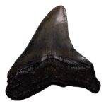 Real Megalodon Tooth – 4.6562 oz
