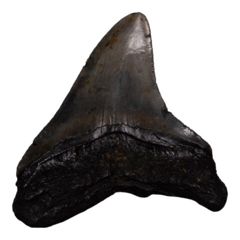 Real Megalodon Tooth - 4.6562 oz