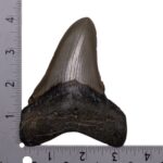 Real Megalodon Tooth – 5.0795 oz