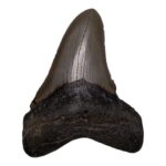 Real Megalodon Tooth – 5.0795 oz