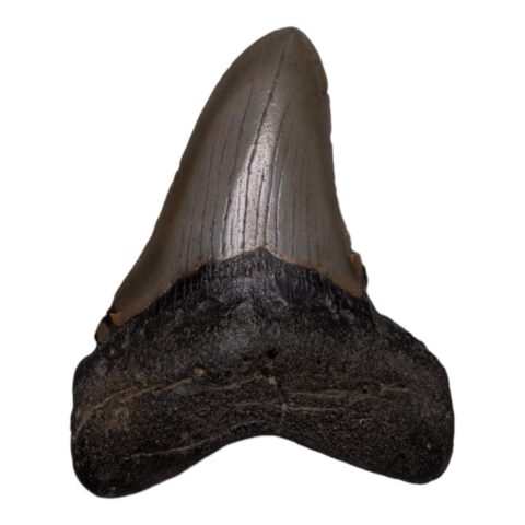 Real Megalodon Tooth - 5.0795 oz