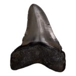 Real Megalodon Tooth – 5.0795 oz